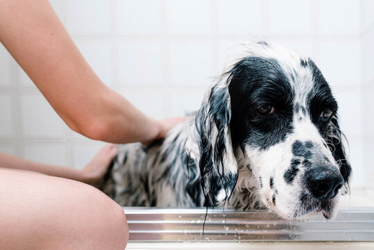 Faceless woman washing English setter dog in bathtub in light bathroom