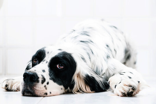Calm black and white spotted English setter looking away with interest while lying alone on tiled floor against blurred light wall at home