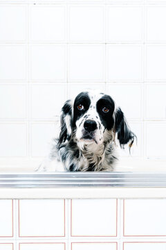 Calm black and white spotted English setter looking at camera with interest while seated alone on light bathroom