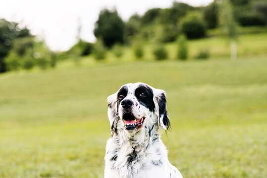 Curious adult English setter dog looking at camera with interest while resting along lawn with fresh lush grass and small wildflowers on hill slope against blurred trees in summer day