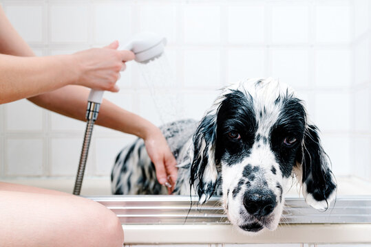 Faceless woman washing English setter dog in bathtub in light bathroom