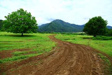 Opposite trees on the way to the mountain