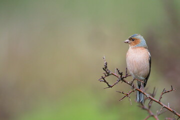 Fototapeta premium Rainny day in the field. Common chaffinch (Fringilla coelebs) in a blackthorn (Prunus spinosa) bush in winter.