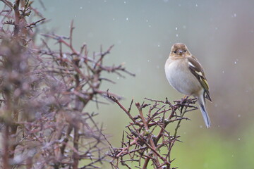 Rainny day in the field. Common chaffinch (Fringilla coelebs) in a blackthorn (Prunus spinosa) bush...