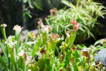 Exotic flower.  Carnivorous pitcher plants. Macro of a sarracenia, also called a trumpet pitcher, on a blurred background