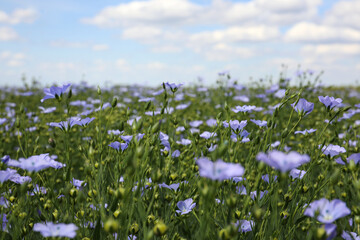 Beautiful view of blooming flax field on summer day