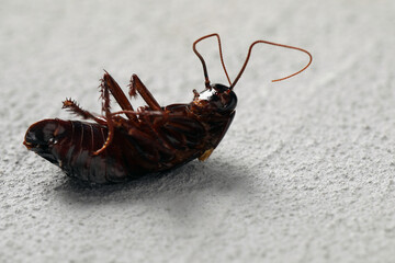 Dead brown cockroach on light grey stone background, closeup. Pest control