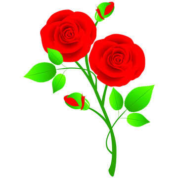 A branch of red roses with leaves on a white background.