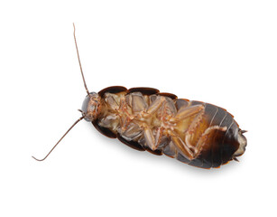 Dead brown cockroach isolated on white, top view. Pest control