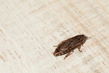 Closeup view of brown cockroach on white wooden background, space for text. Pest control
