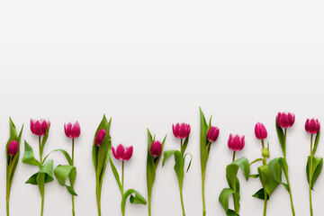 Tulip flowers on a white background