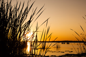 atardecer, césped, naturaleza, sol, cielo, amanecer, paisaje, silueta, acuático, madrugada, anochecer, campa, anaranjada, mar, alba, verano, caña, luz solar, lago, playa, nube, rojo, hermoso, amarilla