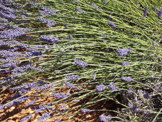 provence et lavande