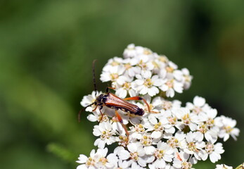 Kleiner Käfer auf einer Schafgarbenblüte