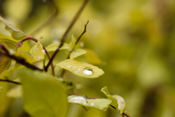 Spiraea japonica foliage