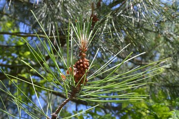 Naklejka na ściany i meble Zapfen der Strand-Kiefer wachsen - Pinus pinaster