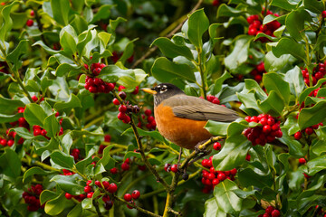 A robin is perched on a holly tree branch, with many red berries,  in a garden in Salem, Oregon.