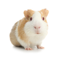 Cute funny guinea pig on white background