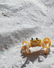 a small camel crab with black eyes on white sand near the ocean, the sea on the beach under palm trees in the tropics, the jungle on the weekend on vacation, traveling, bright high quality photo