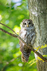 A young Barred owl sitting on a branch of a maple tree
