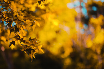 Beautiful golden yellow maple leaves on the natural background blur outdoor blurred Bokeh Abstract style