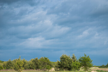 Fototapeta na wymiar Young pine trees on a background of blue cloudy sky.