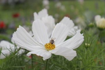 Biene auf einer weißen Blume