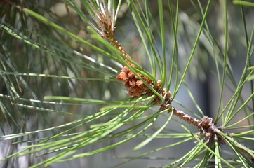 Zapfen der Strand-Kiefer wachsen - Pinus pinaster
