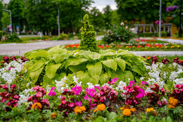 Fototapeta na wymiar Decorative flowers in a well-kept garden. Colorful flowerbed. Landscape design.