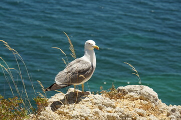 Seagull on the rocks of an Algarve beach