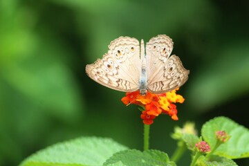 butterfly on leaf