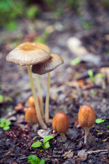 Mushrooms in the forest after rain
