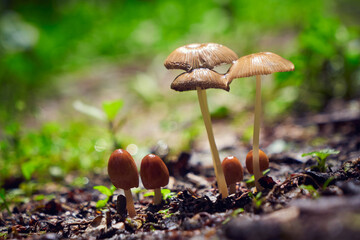 Mushrooms in the forest after rain
