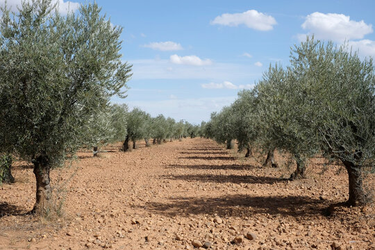 Campo de olivos
