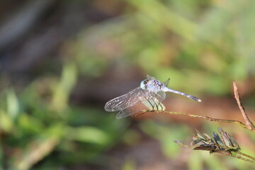 dragonfly on a leaf