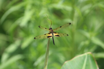 spider on a leaf