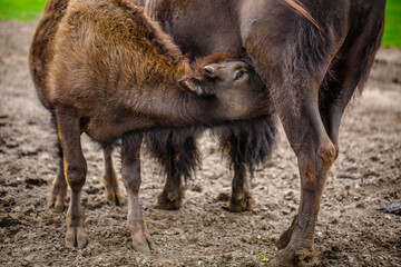 Bison mother with her child who drink milk in Knuthenborg Safari Park, Denmark