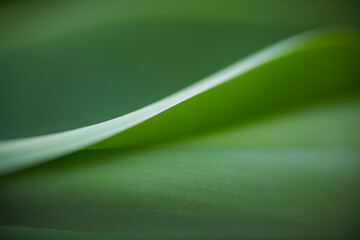 Close-up of fresh green leaf