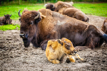 bison family have a rest in a meadow in a park