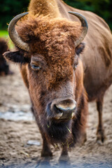 Close up of the head of an American bison
