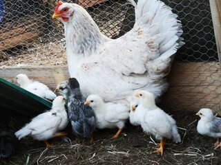 Chickens. Mother and childs. Norway 