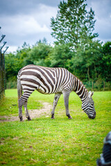 Fototapeta na wymiar Zebras graze in a meadow in the African savannah.