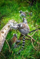 photos of lemur playing in the grass