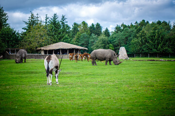 A rhino is eating grass with other animals