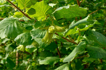 Hazelnut on a tree