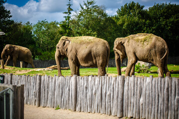Two indian elephants in zoo, at sunset. 