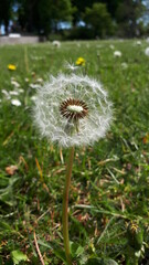 dandelion on green background
