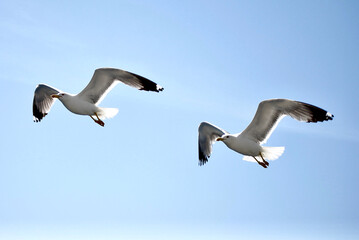 seagull flying over the sea
