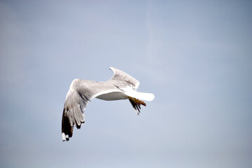 seagull flying over the sea