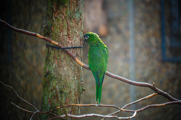 The blue-naped parrot Horizontal portrait with green background.  Luzon parrot, the Philippine green parrot or as picoy.